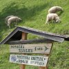 Romanje 2010_030